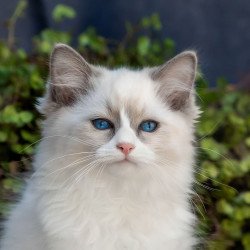 Ragdoll NOV Pierce