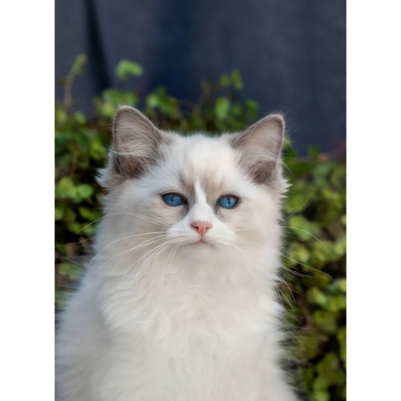 Ragdoll NOV Pierce
