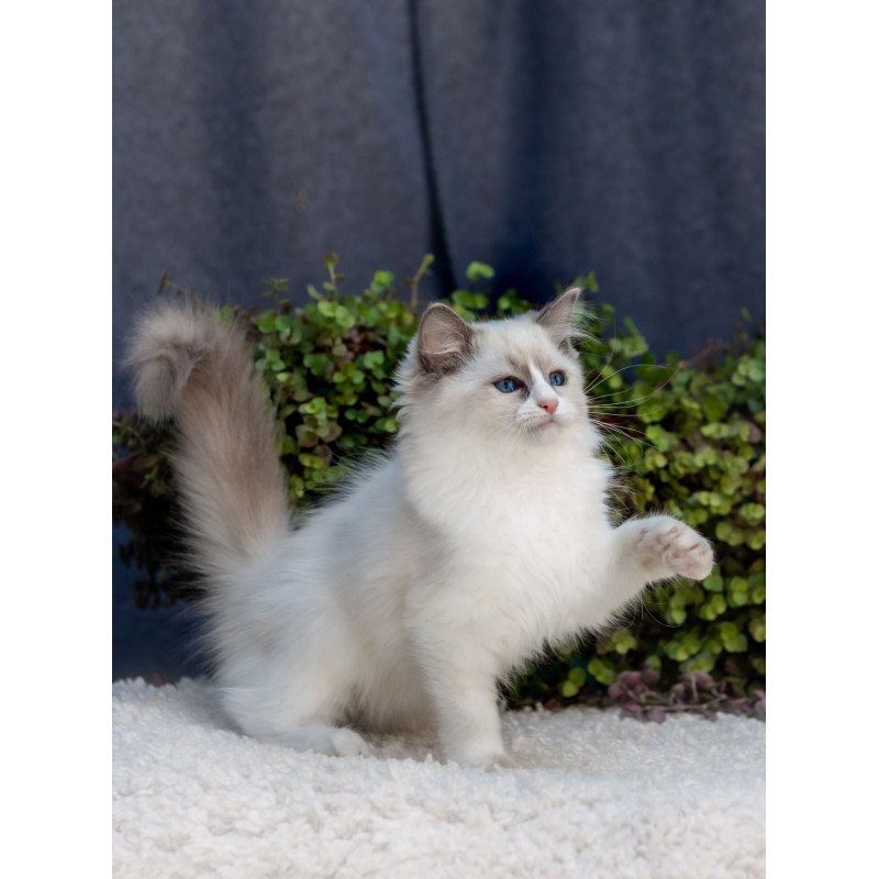 Ragdoll NOV Pierce