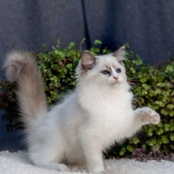 Ragdoll NOV Pierce