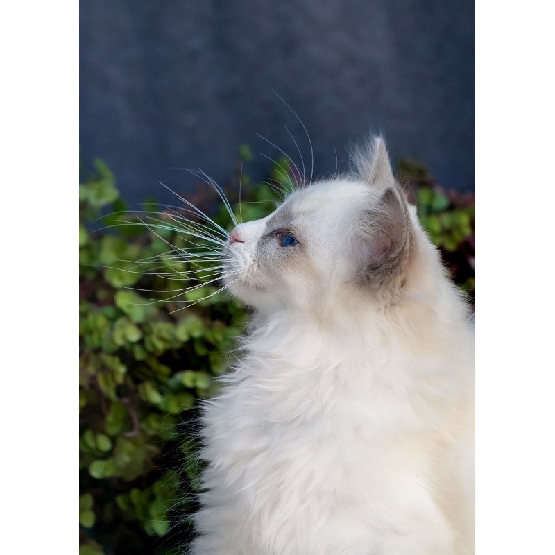 Ragdoll NOV Pierce