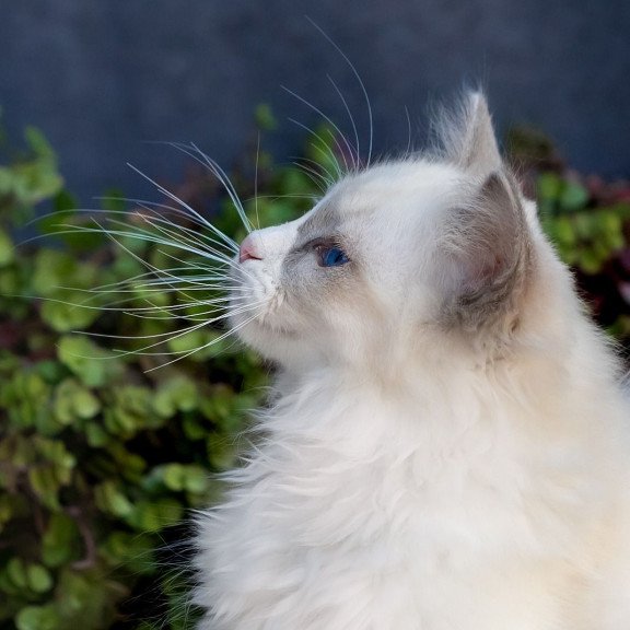 Ragdoll NOV Pierce