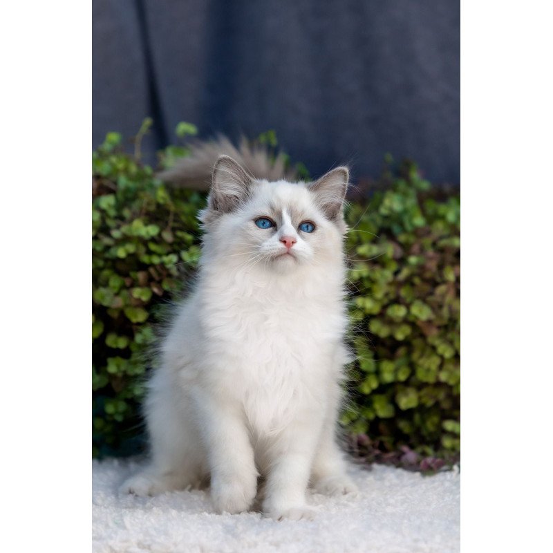 Ragdoll NOV Pierce