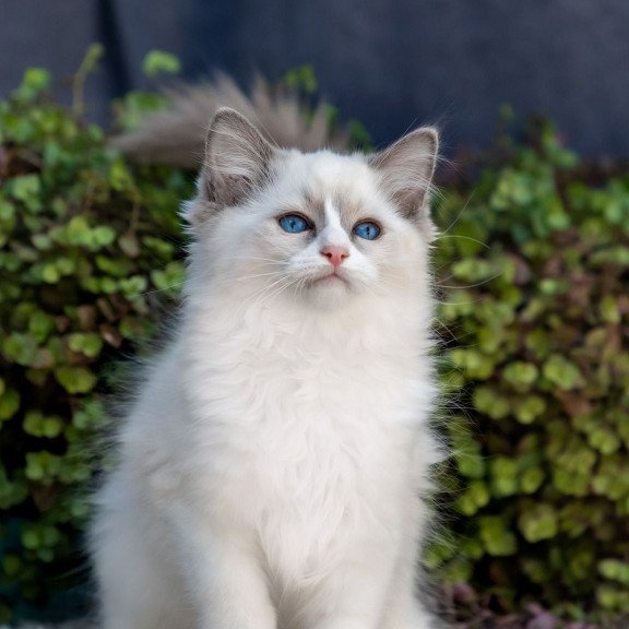 Ragdoll NOV Pierce