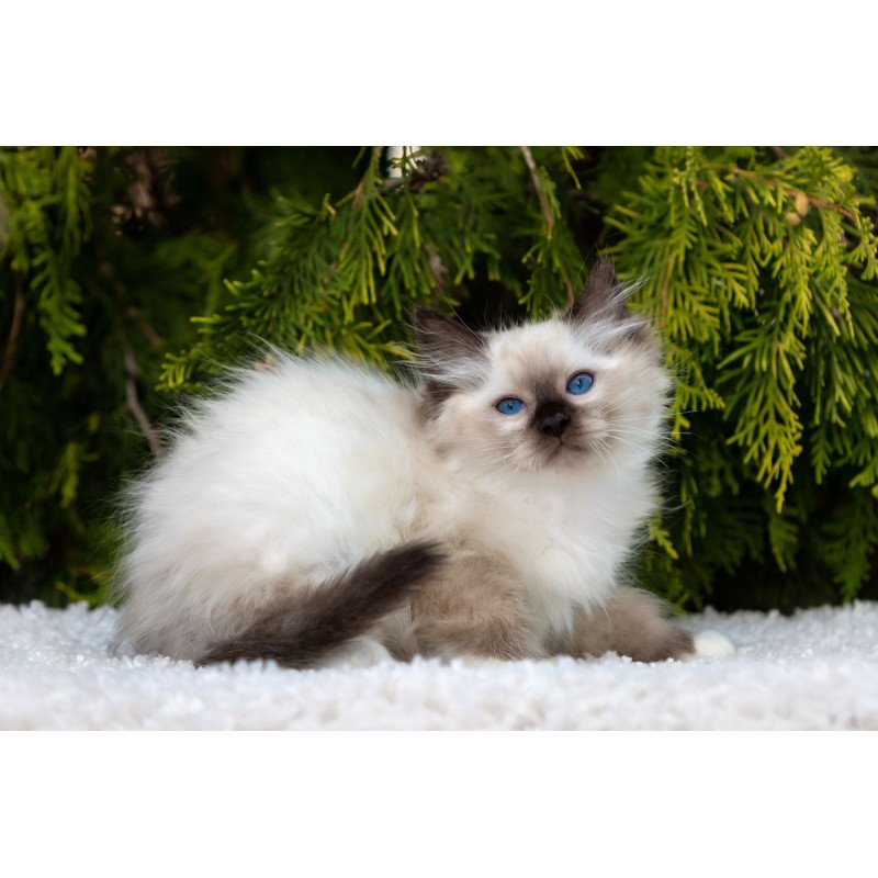 Ragdoll NOV Quinn