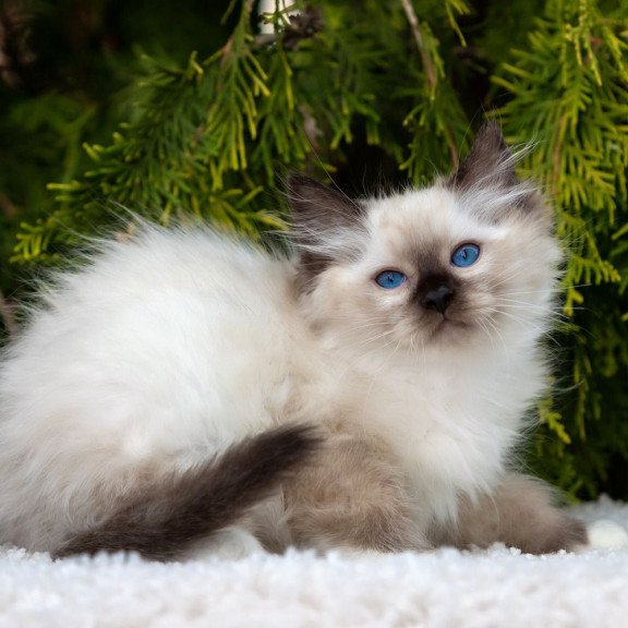 Ragdoll NOV Quinn