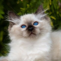 Ragdoll NOV Quinn