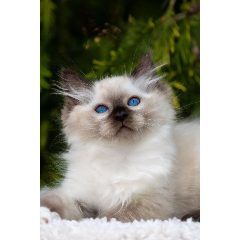 Ragdoll NOV Quinn
