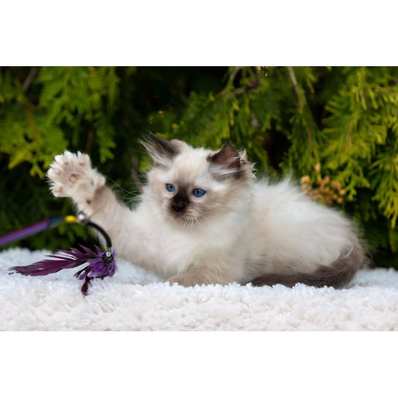 Ragdoll NOV Quinn