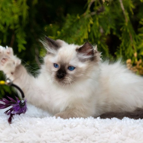 Ragdoll NOV Quinn