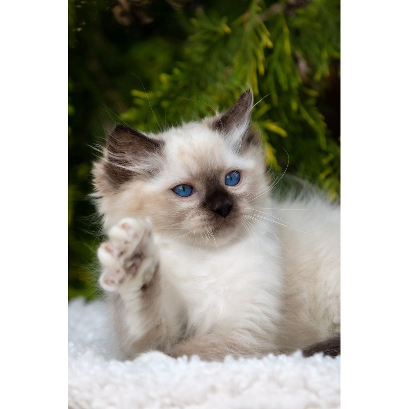 Ragdoll NOV Quinn