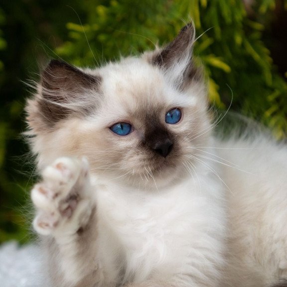 Ragdoll NOV Quinn