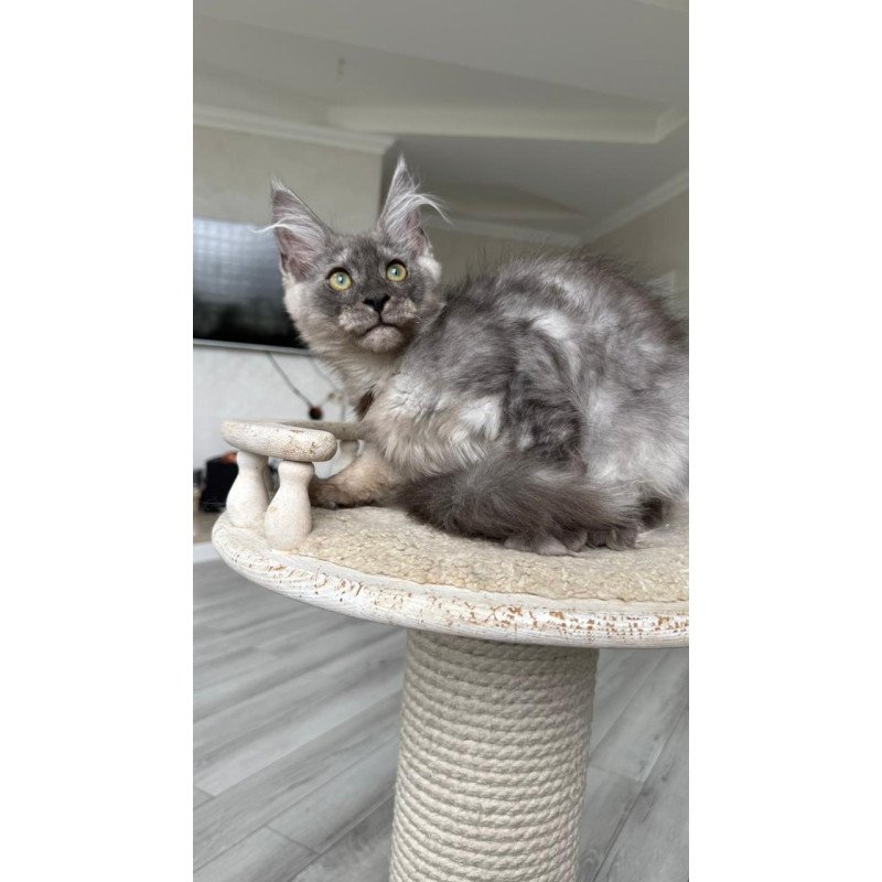 Maine Coon NOV Kupidon
