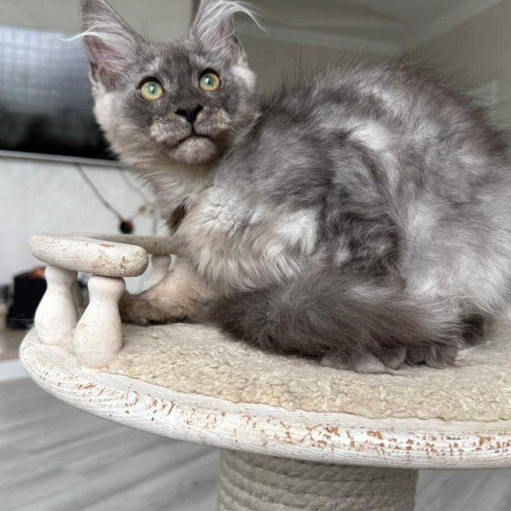 Maine Coon NOV Kupidon