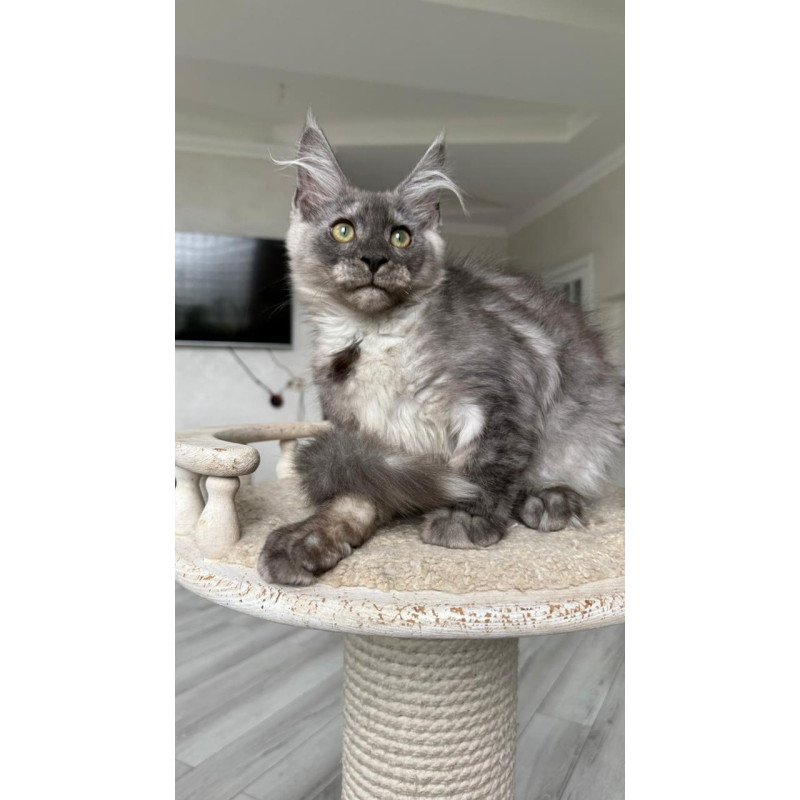 Maine Coon NOV Kupidon