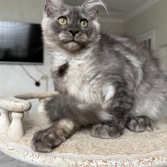 Maine Coon NOV Kupidon