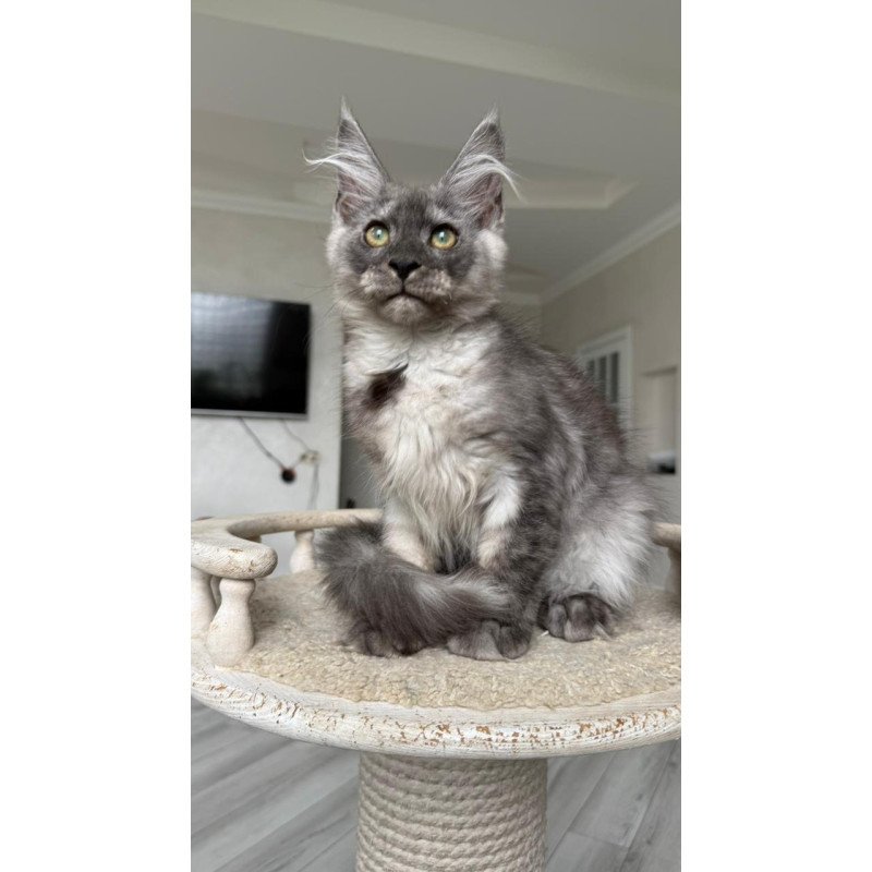 Maine Coon NOV Kupidon