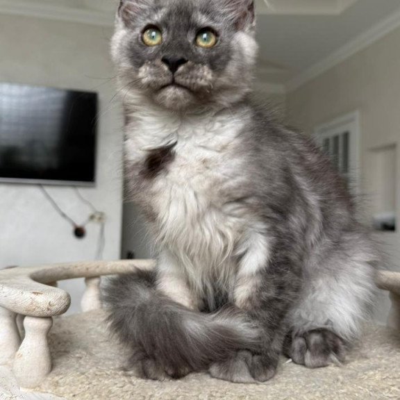 Maine Coon NOV Kupidon