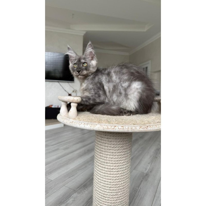 Maine Coon NOV Kupidon