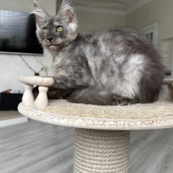 Maine Coon NOV Kupidon