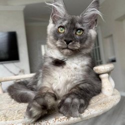 Maine Coon NOV Kupidon