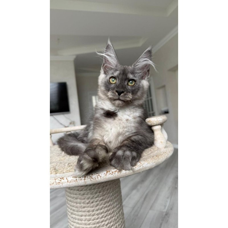 Maine Coon NOV Kupidon