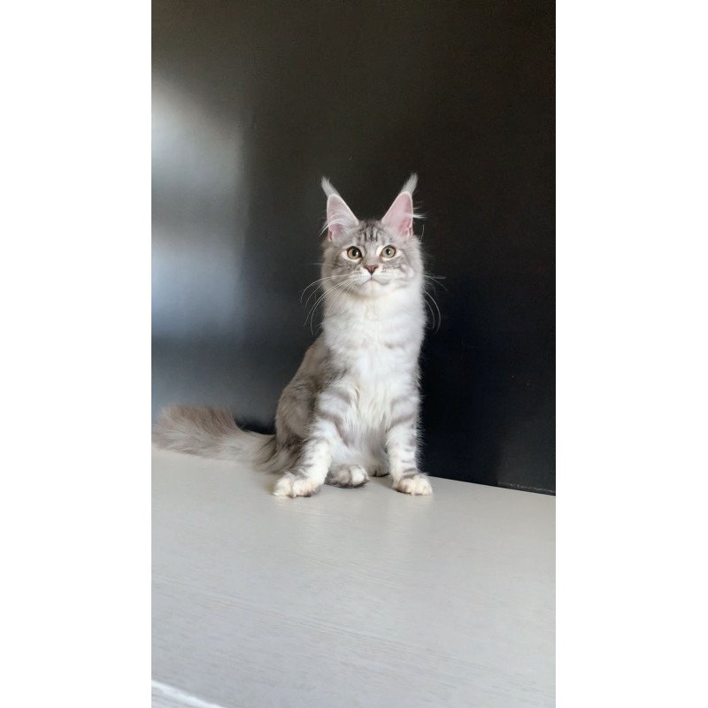 Maine Coon NOV Malibu