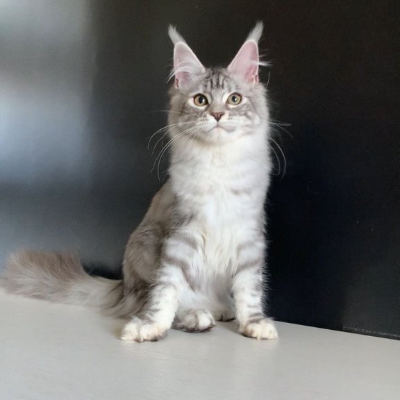 Maine Coon NOV Malibu