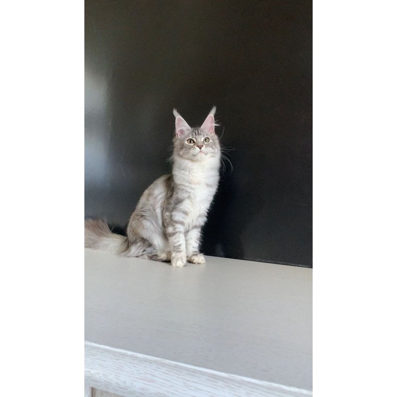 Maine Coon NOV Malibu