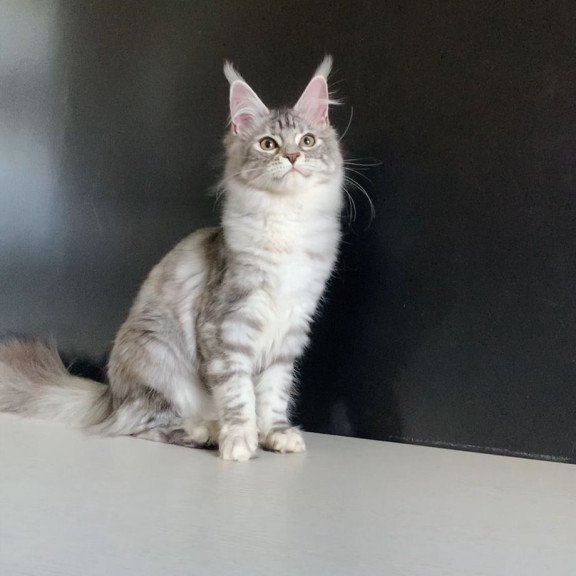 Maine Coon NOV Malibu
