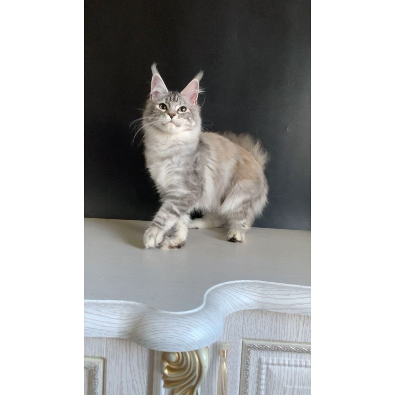 Maine Coon NOV Malibu