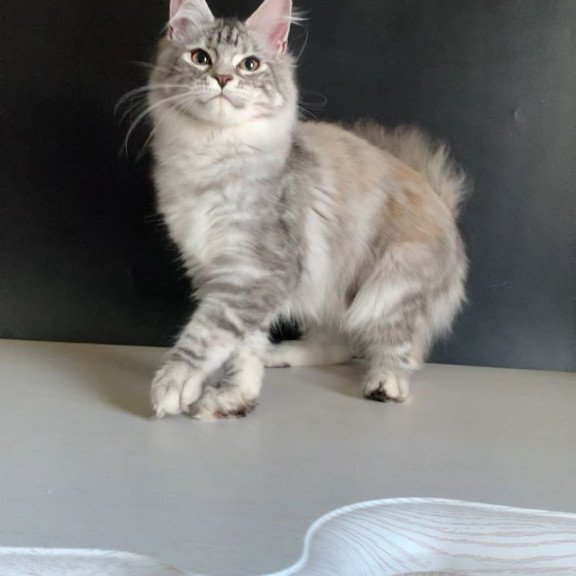 Maine Coon NOV Malibu