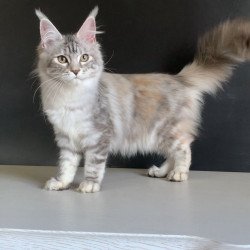 Maine Coon NOV Malibu