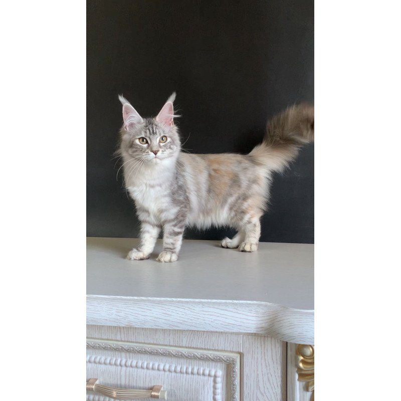 Maine Coon NOV Malibu