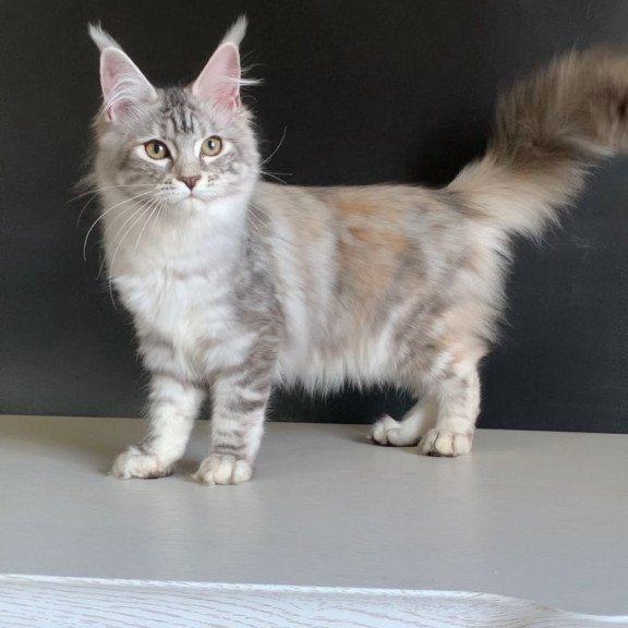 Maine Coon NOV Malibu