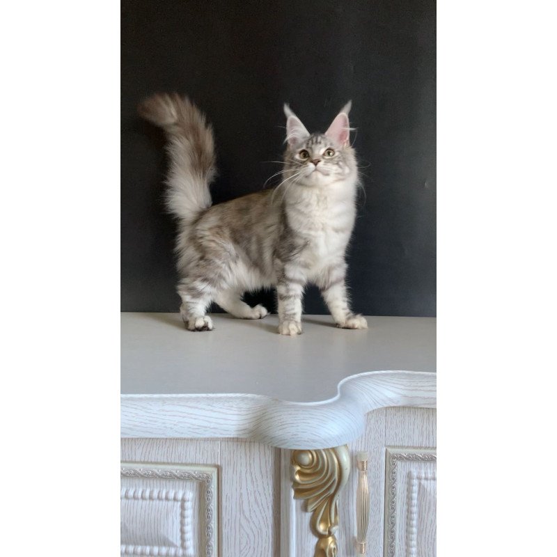 Maine Coon NOV Malibu