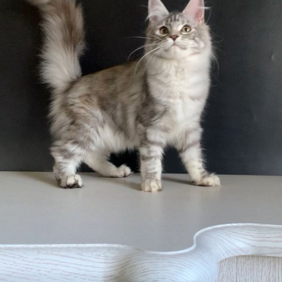 Maine Coon NOV Malibu