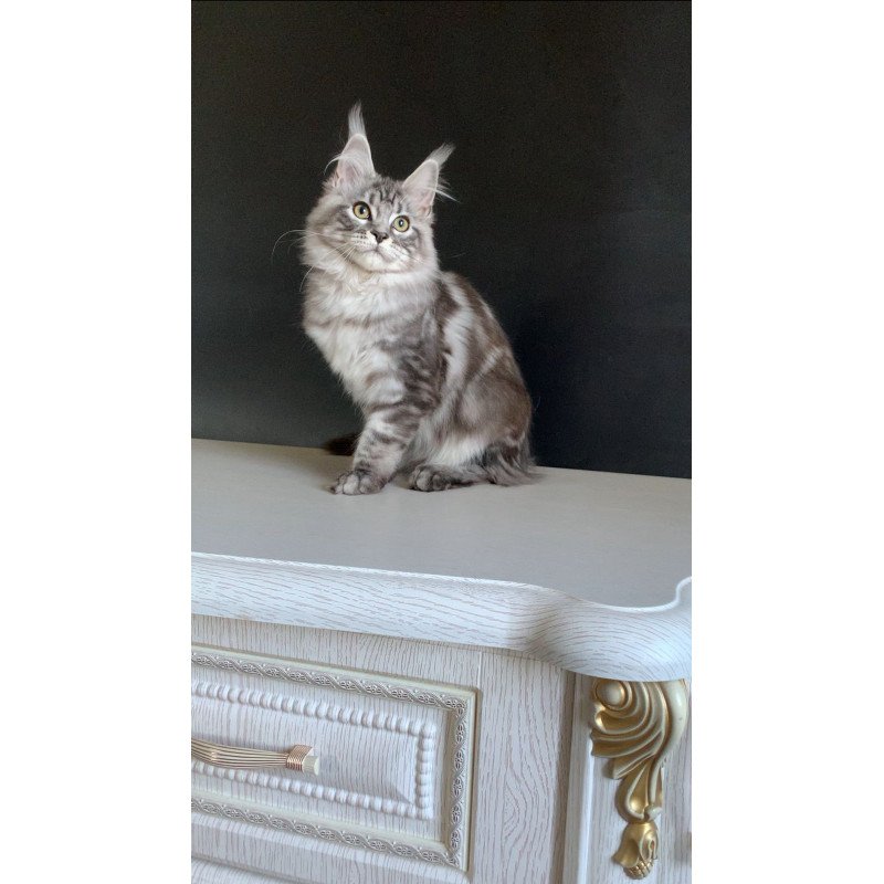Maine Coon NOV Madagascar