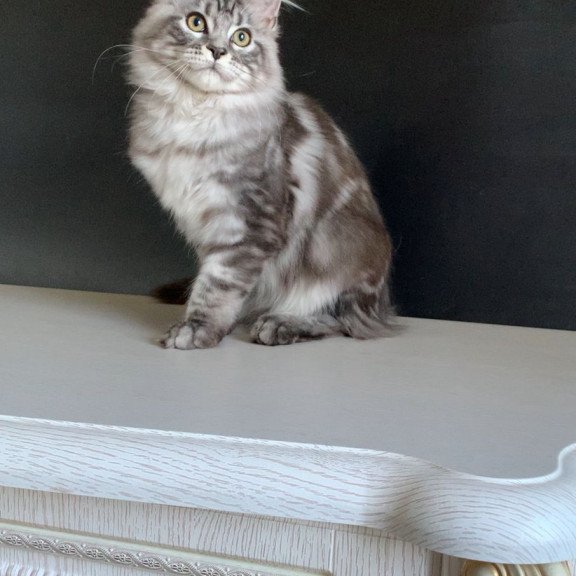 Maine Coon NOV Madagascar