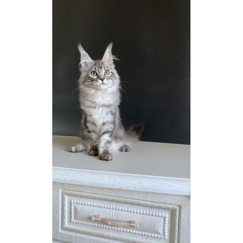 Maine Coon NOV Madagascar
