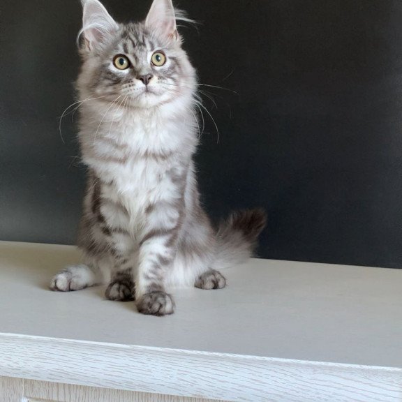 Maine Coon NOV Madagascar