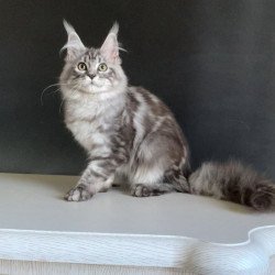 Maine Coon NOV Madagascar
