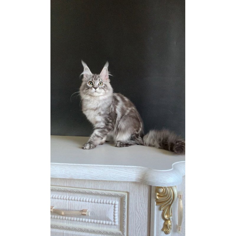 Maine Coon NOV Madagascar