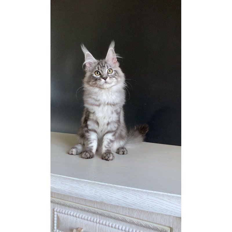 Maine Coon NOV Madagascar