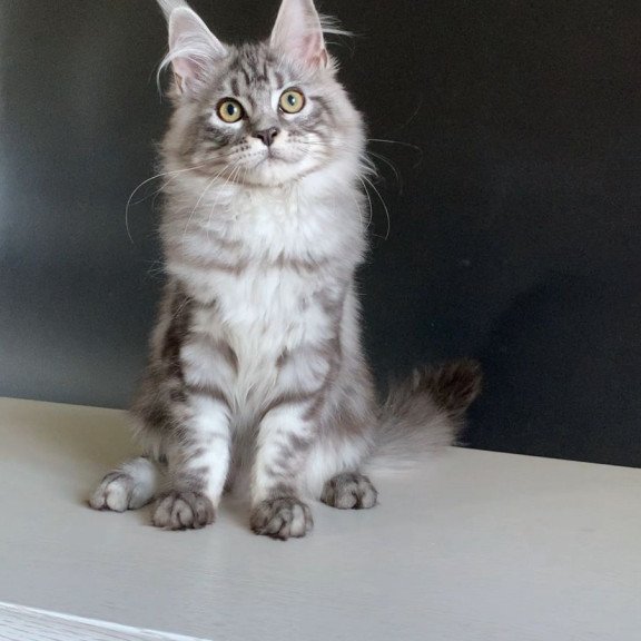 Maine Coon NOV Madagascar