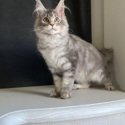 Maine Coon NOV Monaco