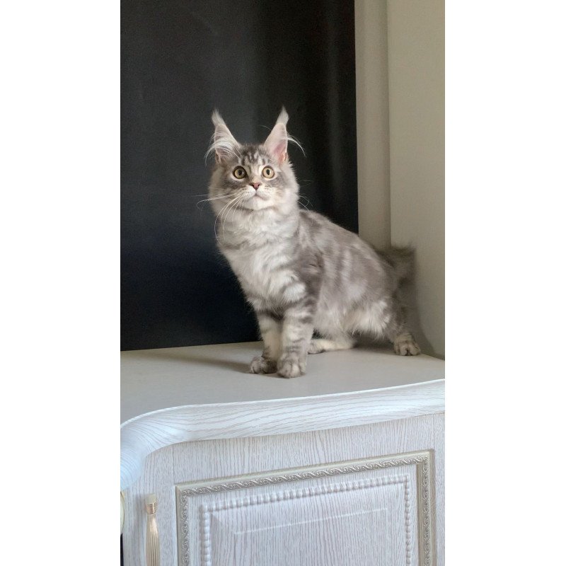 Maine Coon NOV Monaco