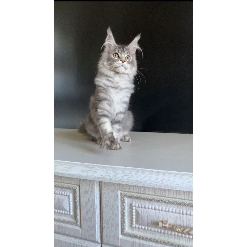Maine Coon NOV Monaco