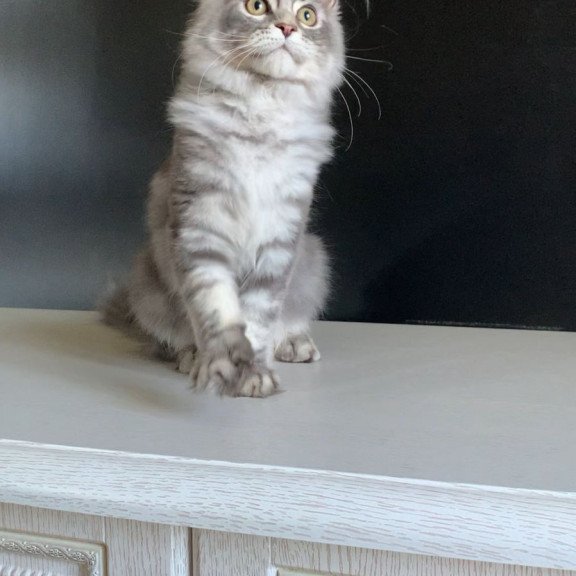Maine Coon NOV Monaco