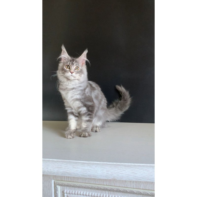 Maine Coon NOV Monaco